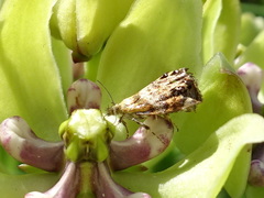 Tebenna gnaphaliella