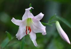 Lilium japonicum