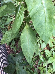 Pokeweed mosaic virus