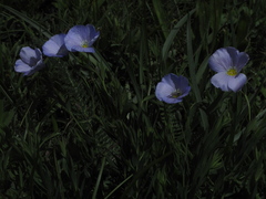 Linum alpinum