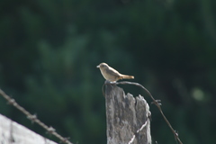 Troglodytes aedon chilensis