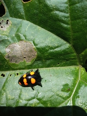 Scaphidomorphus bosci