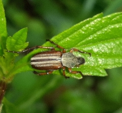 Macrodactylini