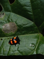 Scaphidomorphus bosci