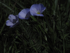 Linum alpinum