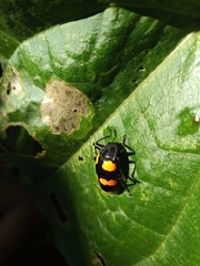 Scaphidomorphus bosci