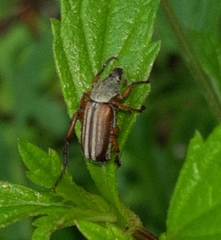 Macrodactylini