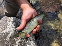 Salmo salar