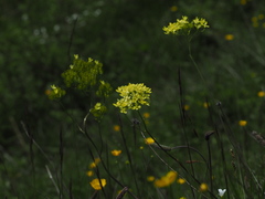 Biscutella laevigata