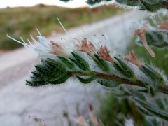 Echium italicum biebersteinii