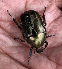Protaetia cuprea