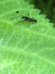 Rainieria