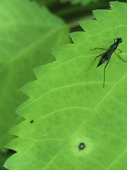 Rainieria