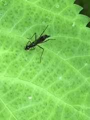 Rainieria