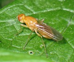 Psila fimetaria