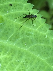 Rainieria