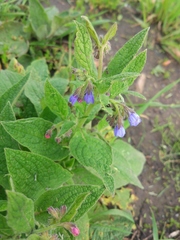 Symphytum × mosquense