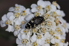 Acmaeodera idahoensis