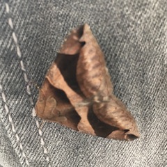 Poaphilini