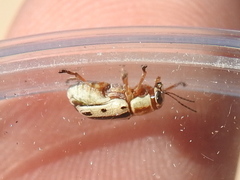 Pachybrachis bivittatus