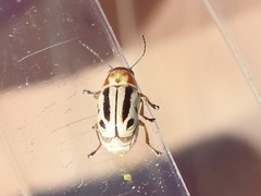 Pachybrachis bivittatus