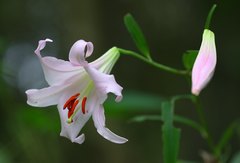 Lilium japonicum