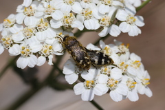 Acmaeodera idahoensis