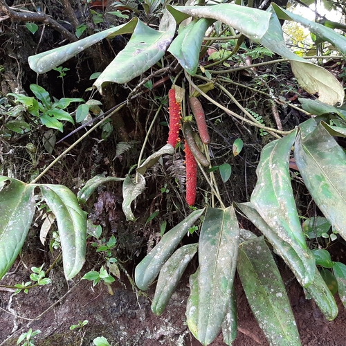 Anthurium tilaranense, photograph 5