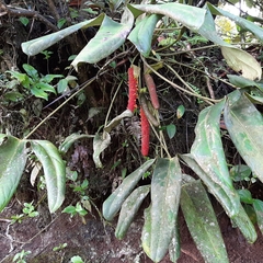 (c) Arthur de Jesús Chavarría Pérez, some rights reserved (CC BY) Anthurium tilaranense, photograph (c) Arthur de Jesús Chavarría Pérez, some rights reserved (CC BY)