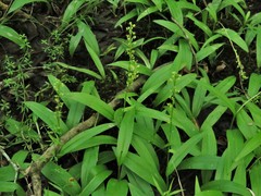 Platanthera flava flava