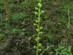 Platanthera flava flava