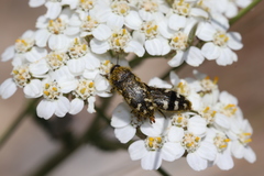Acmaeodera idahoensis
