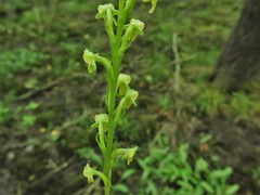 Platanthera flava flava
