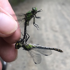 Ophiogomphus mainensis