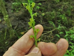 Platanthera flava flava