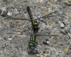 Ophiogomphus mainensis