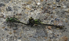 Ophiogomphus mainensis