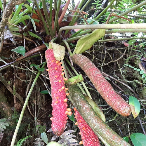 Anthurium tilaranense, photograph 6