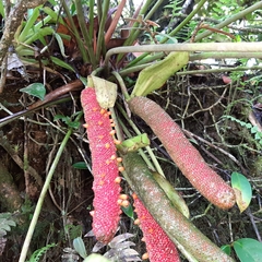 Anthurium tilaranense, photograph (c) Arthur de Jesús Chavarría Pérez, some rights reserved (CC BY)