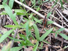 Synanthedon polygoni