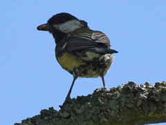 Parus major