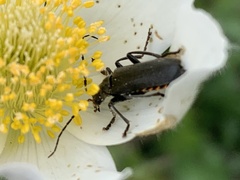 Cantharis tristis