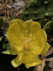 Opuntia mesacantha