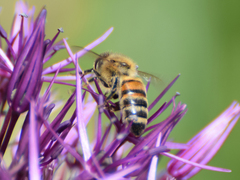 Apis mellifera