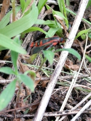 Synanthedon polygoni