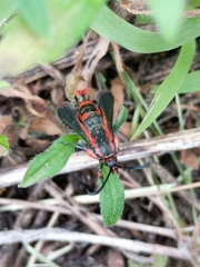 Synanthedon polygoni