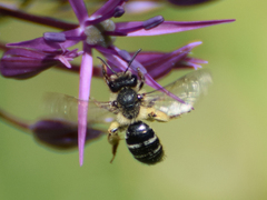 Andrena