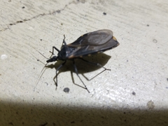 Triatoma gerstaeckeri