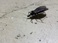 Triatoma gerstaeckeri