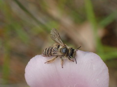 Hesperapis regularis
